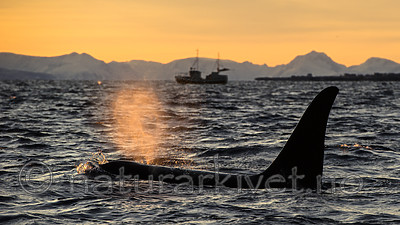 BB 14 0317 / Orcinus orca / Spekkhogger